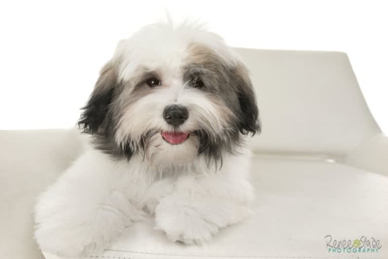 Liam, a Havanese tested with EmbarkVet.com