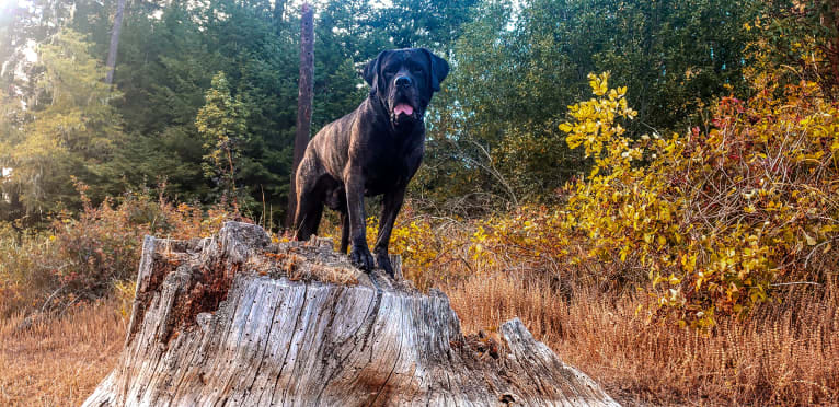 Trigger, a Mastiff and Cane Corso mix tested with EmbarkVet.com