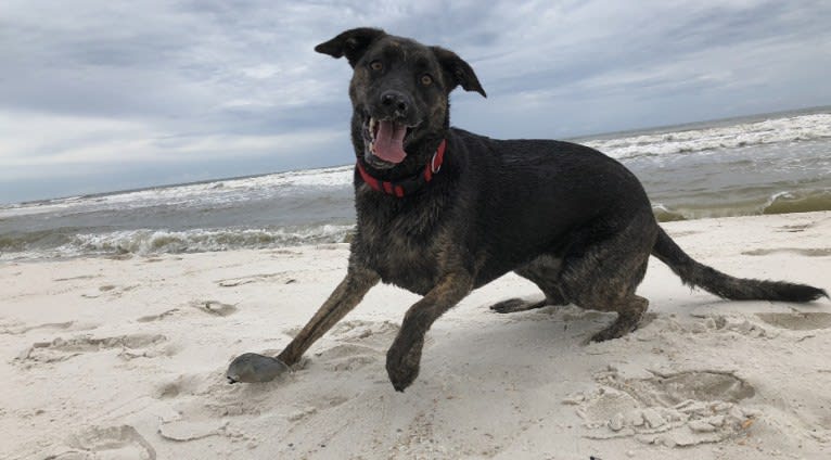 Willow, a Golden Retriever and German Shepherd Dog mix tested with EmbarkVet.com