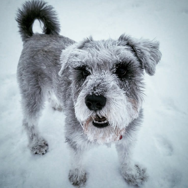 Schatzie, a Miniature Schnauzer tested with EmbarkVet.com