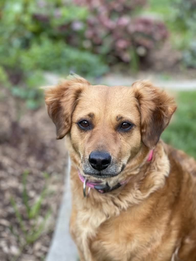 Zayita, a Chinese Shar-Pei and Chihuahua mix tested with EmbarkVet.com