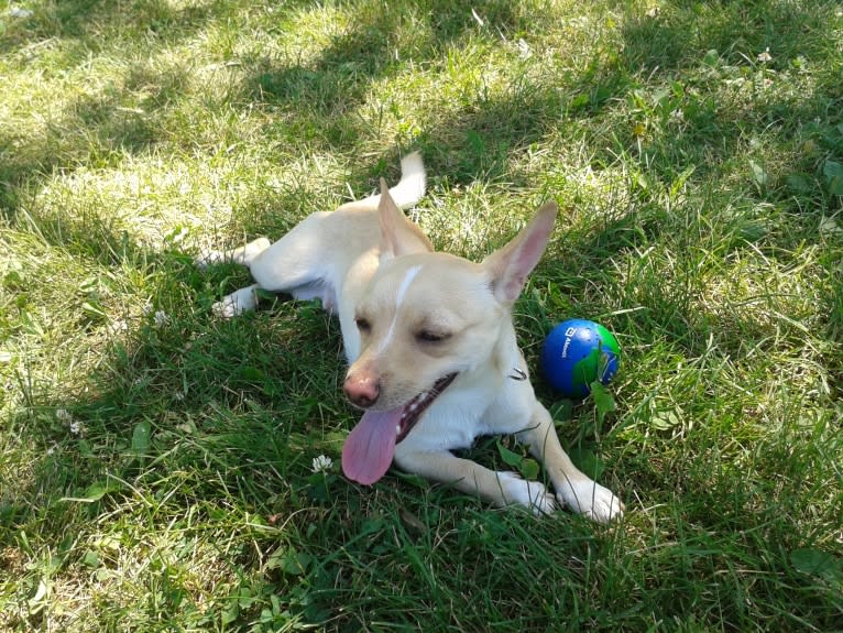 Mika, a Chihuahua and Russell-type Terrier mix tested with EmbarkVet.com