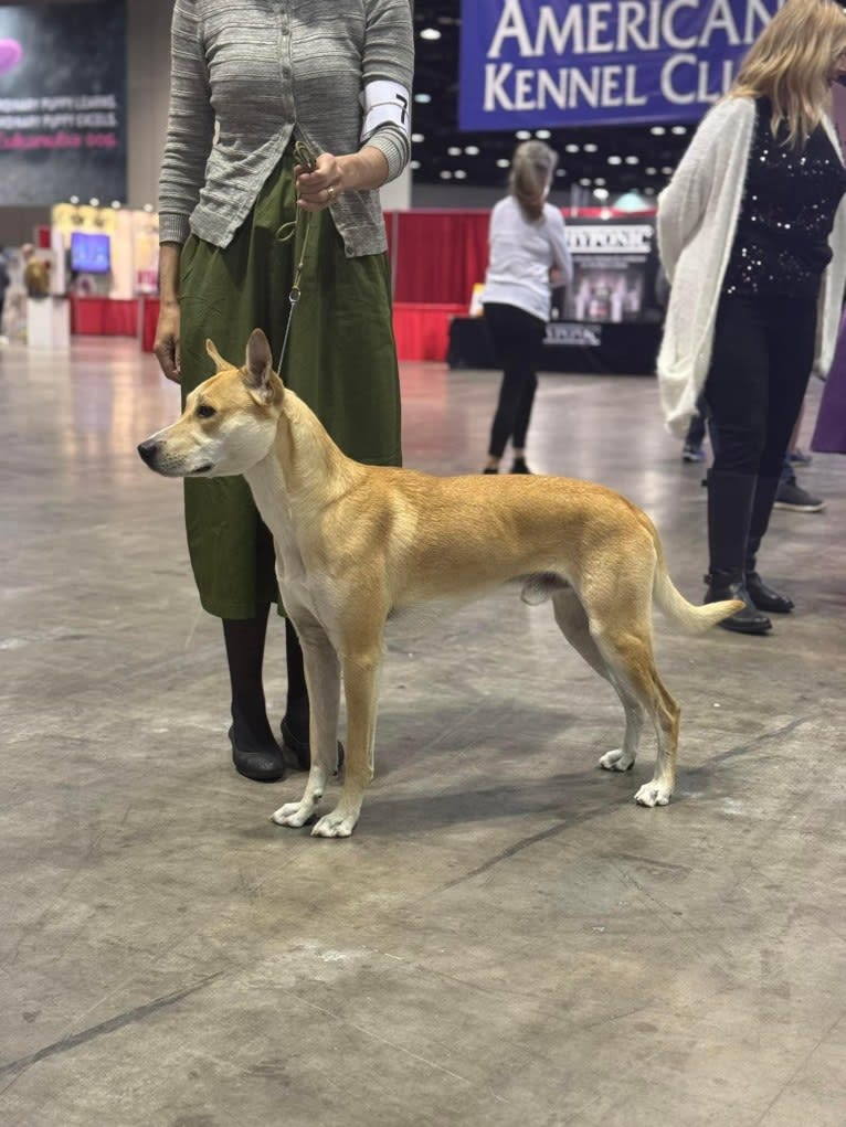 Loomy, a Carolina Dog tested with EmbarkVet.com