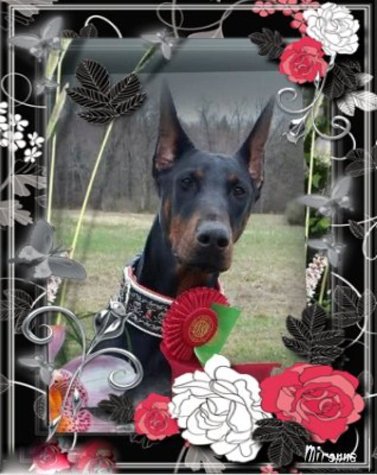 Thrill, a Doberman Pinscher tested with EmbarkVet.com