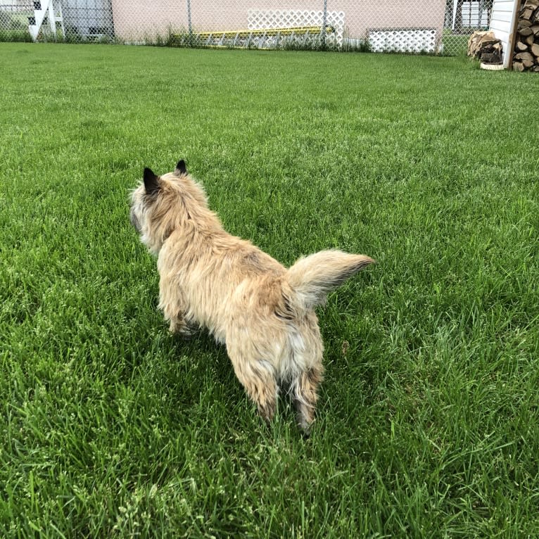 Princess Gracie Mae of Cairn Terrier Creek, a Cairn Terrier tested with EmbarkVet.com