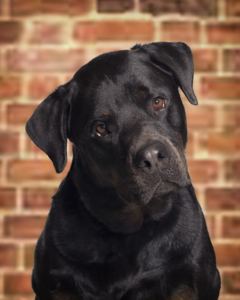 Blaze, a Rottweiler and Labrador Retriever mix tested with EmbarkVet.com