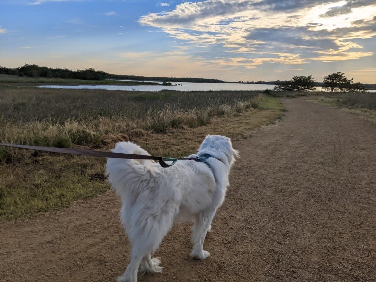 Bear, a Great Pyrenees and Great Dane mix tested with EmbarkVet.com