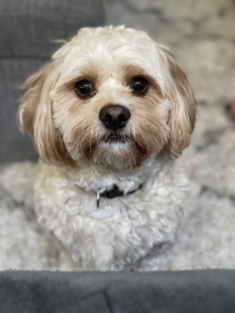 Jax, a Cavalier King Charles Spaniel and Havanese mix tested with EmbarkVet.com