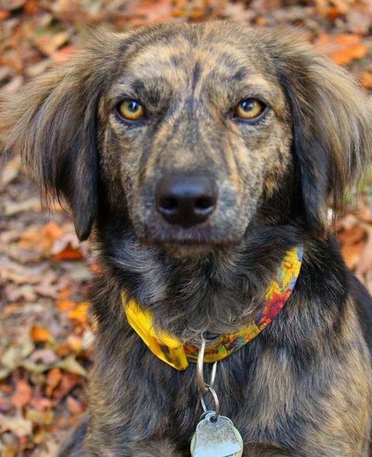 Mama dáy, a Plott and Border Collie mix tested with EmbarkVet.com