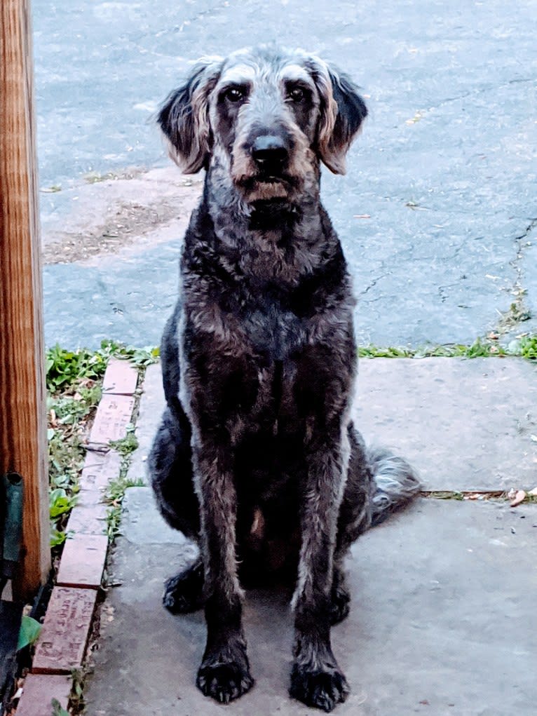 Max, a Labradoodle tested with EmbarkVet.com