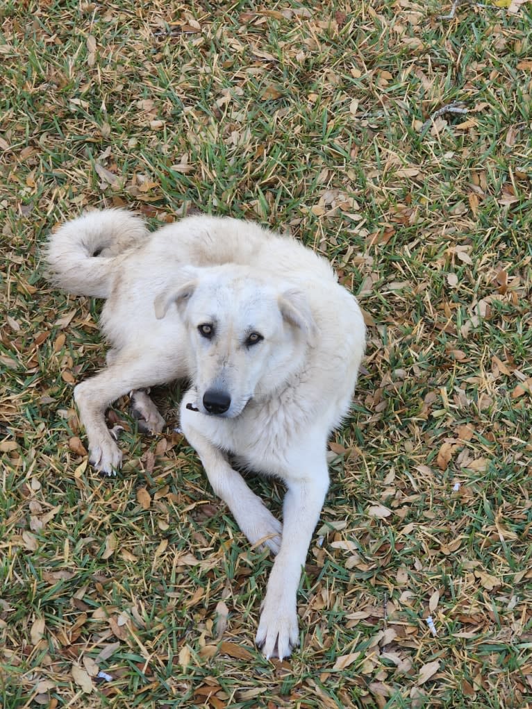 ARES, an Anatolian Shepherd Dog and Great Pyrenees mix tested with EmbarkVet.com