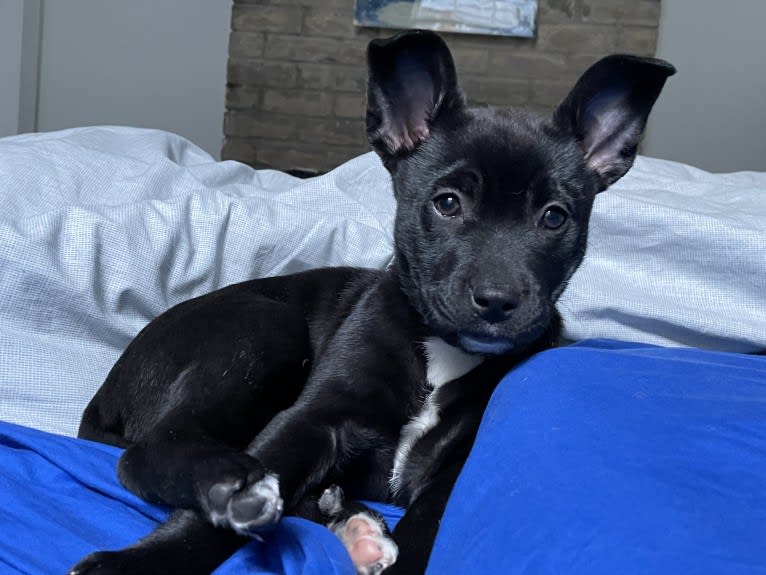Tater Tot, an American Pit Bull Terrier and Australian Cattle Dog mix tested with EmbarkVet.com