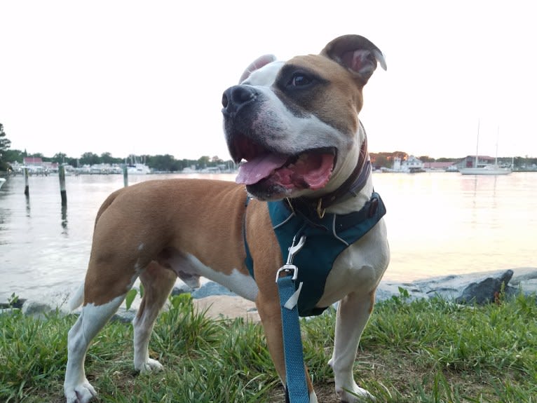 Milo, an American Bully and Bulldog mix tested with EmbarkVet.com