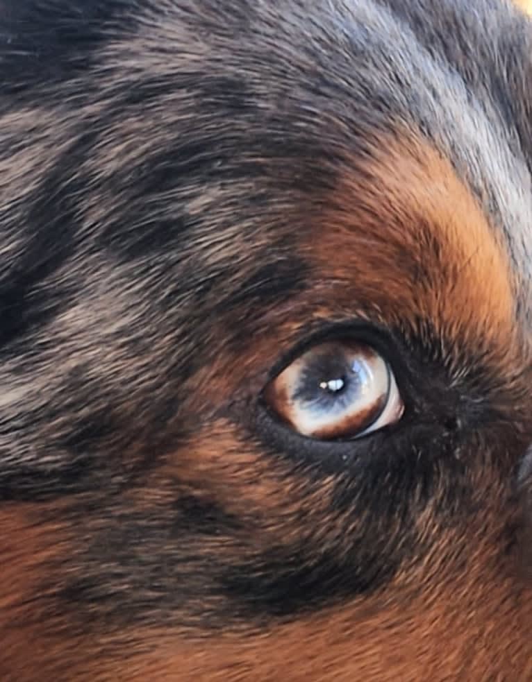 Remi, an Australian Shepherd and Border Collie mix tested with EmbarkVet.com