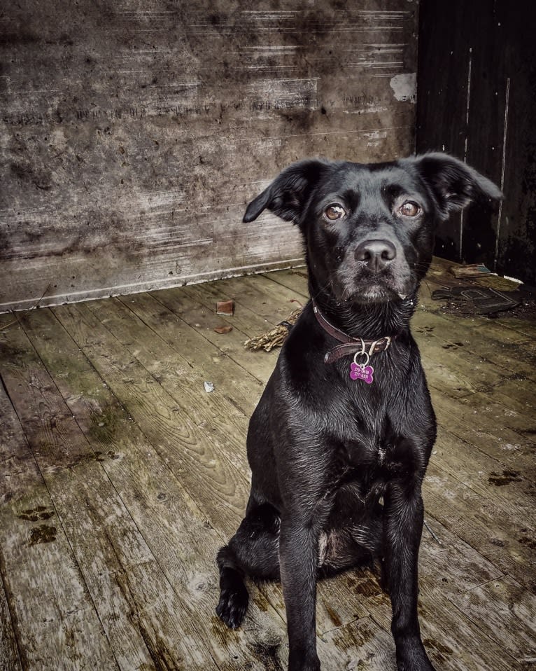 Cinder, a Newfoundland and Labrador Retriever mix tested with EmbarkVet.com