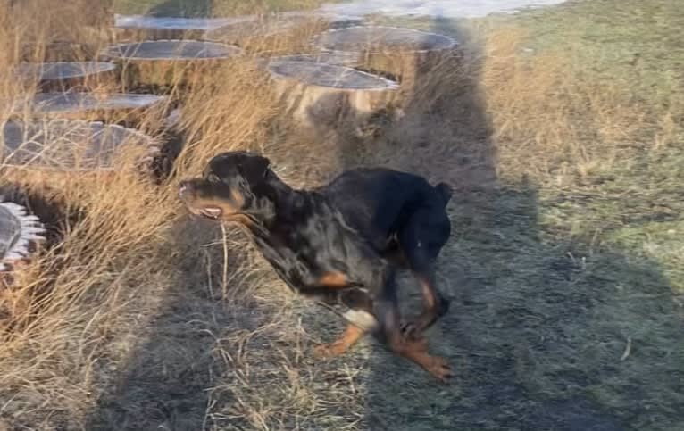 Moose, a Rottweiler tested with EmbarkVet.com