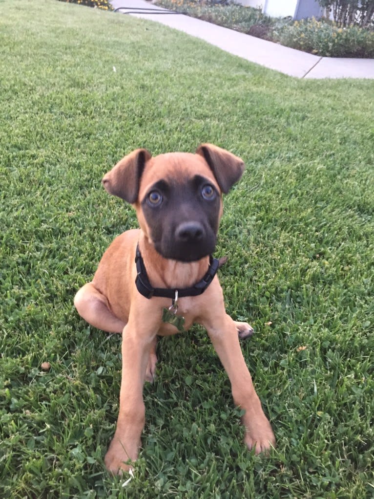 Tucker, a Boxer and American Pit Bull Terrier mix tested with EmbarkVet.com