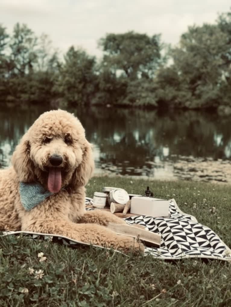 Copper, a Poodle (Standard) tested with EmbarkVet.com