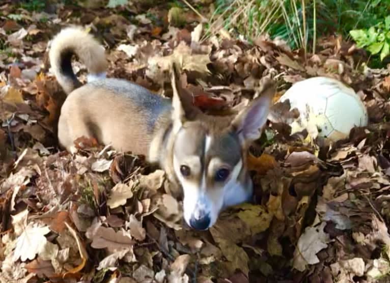 Bella, an Eastern European Village Dog tested with EmbarkVet.com