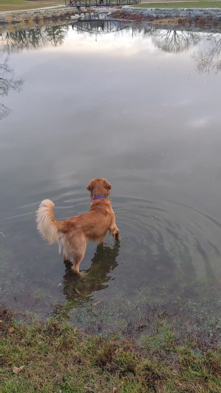 Pierre-luc, a Golden Retriever tested with EmbarkVet.com