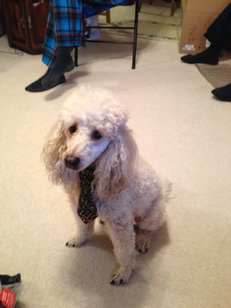 Molly Poodle, a Poodle (Small) tested with EmbarkVet.com