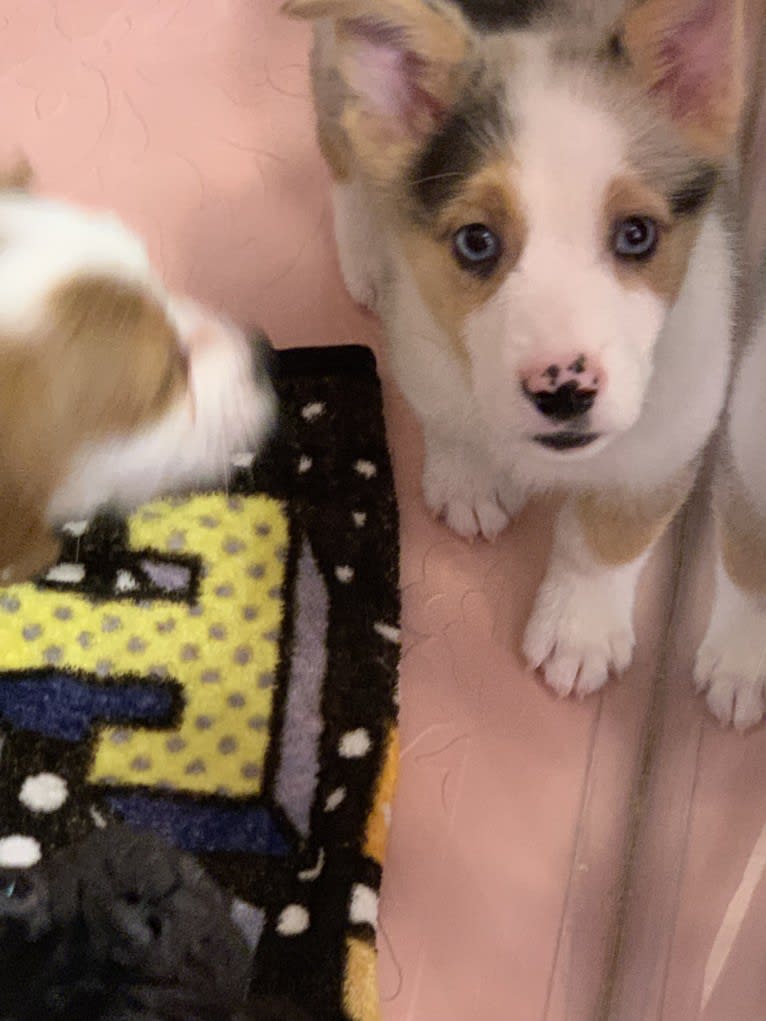 Milo, a Pembroke Welsh Corgi and Australian Shepherd mix tested with EmbarkVet.com