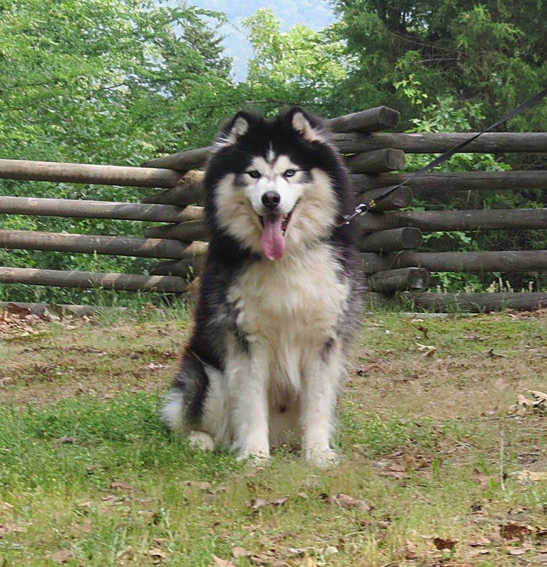 Padfoot, a Siberian Husky tested with EmbarkVet.com