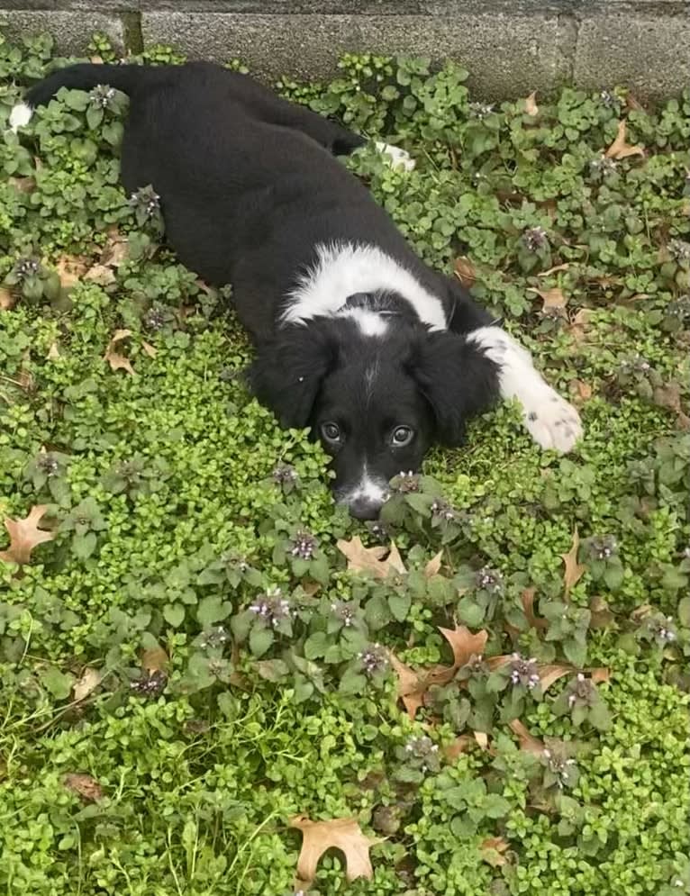 Tito, an American Pit Bull Terrier and English Springer Spaniel mix tested with EmbarkVet.com