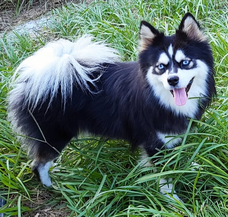 Milo, a Pomsky tested with EmbarkVet.com