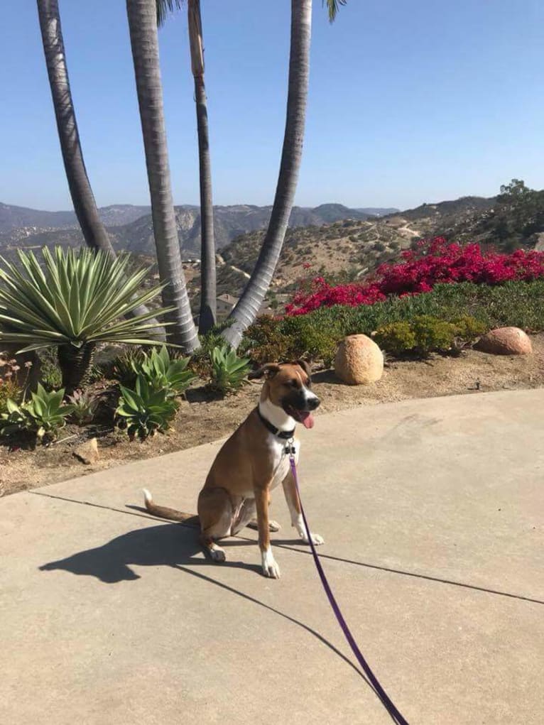 Ripley, a Boxer and German Shepherd Dog mix tested with EmbarkVet.com