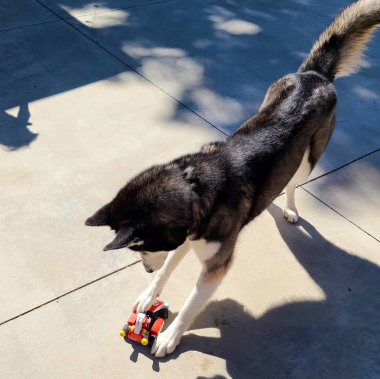 Teyla, a Siberian Husky tested with EmbarkVet.com