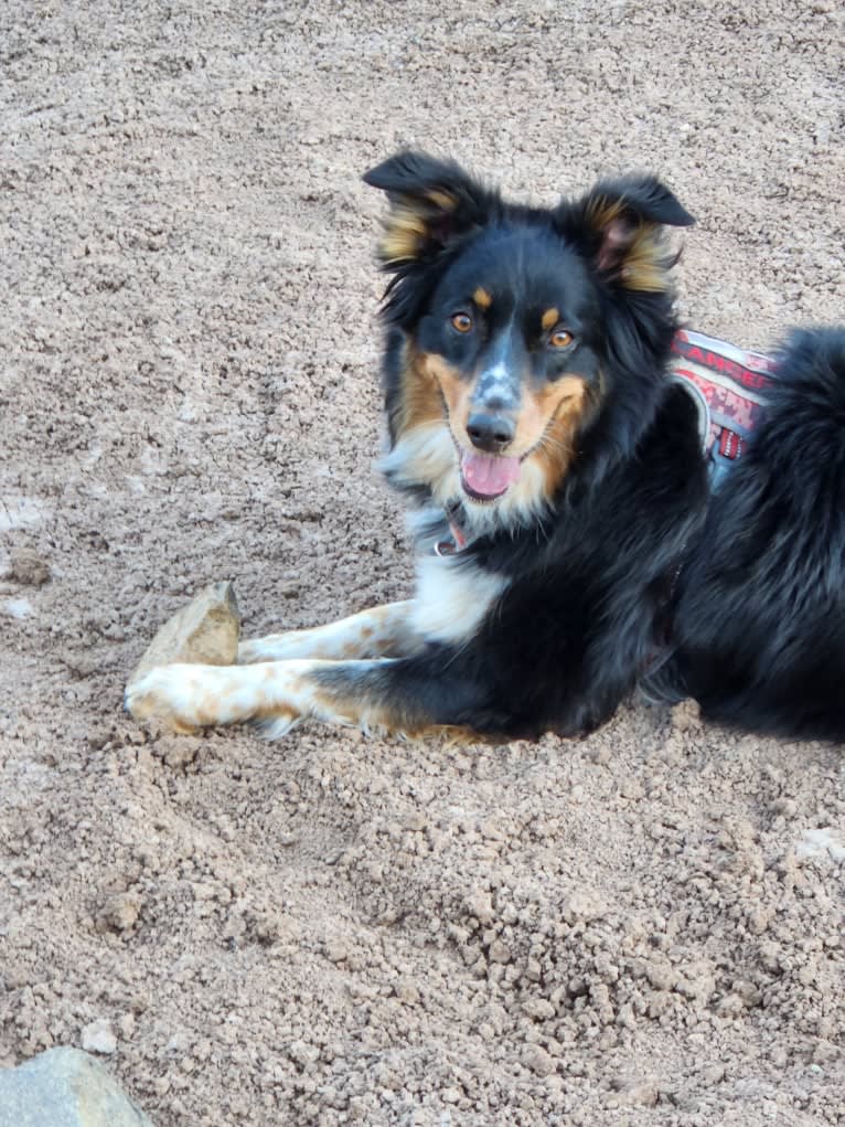 Lancer, an Australian Shepherd and Australian Cattle Dog mix tested with EmbarkVet.com