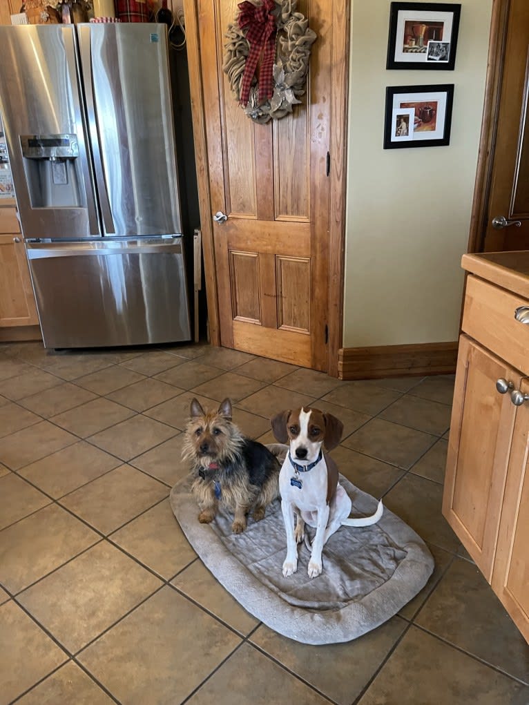 Linus, a Beagle and Chihuahua mix tested with EmbarkVet.com