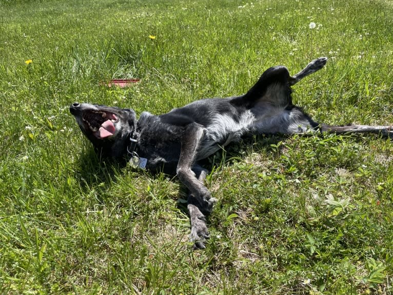 Mist, an Australian Cattle Dog and Australian Shepherd mix tested with EmbarkVet.com