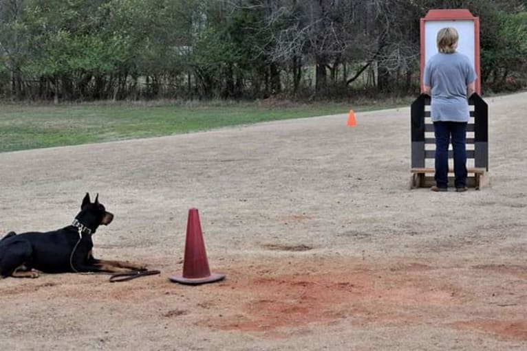 Riku, a Doberman Pinscher tested with EmbarkVet.com