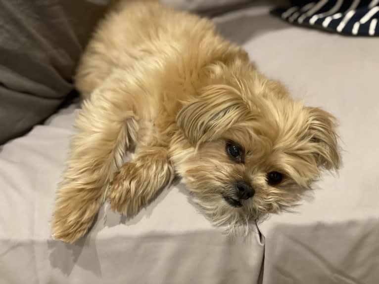 Buddy, a Yorkshire Terrier and Shih Tzu mix tested with EmbarkVet.com