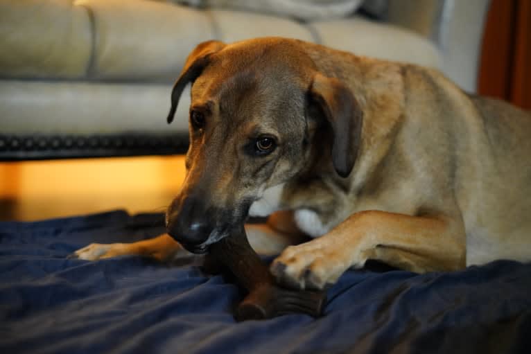 Moshe-Moo, a German Shepherd Dog and Beagle mix tested with EmbarkVet.com