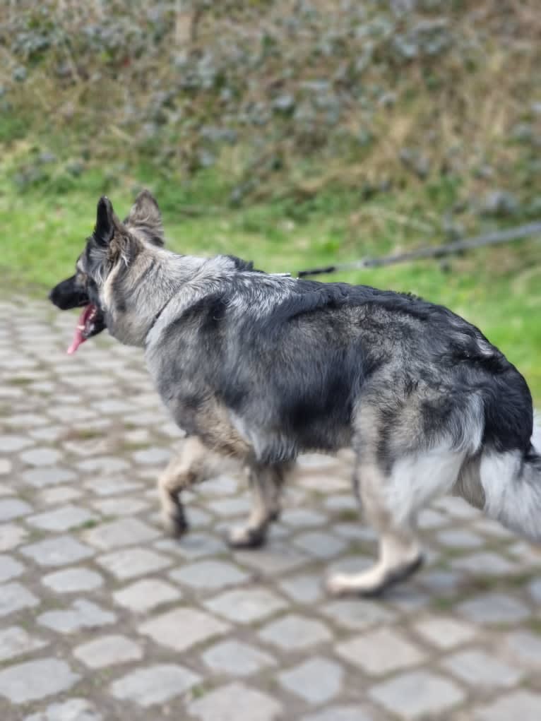 Liesl, a German Shepherd Dog tested with EmbarkVet.com