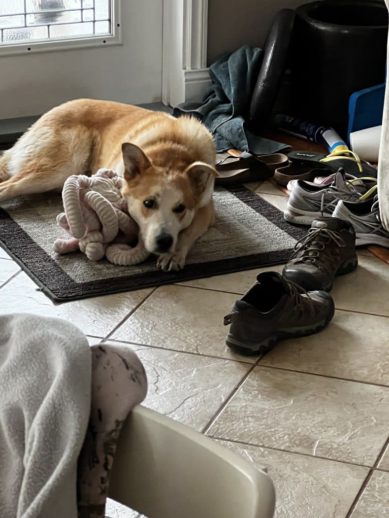 Frank, an Australian Cattle Dog and German Shepherd Dog mix tested with EmbarkVet.com