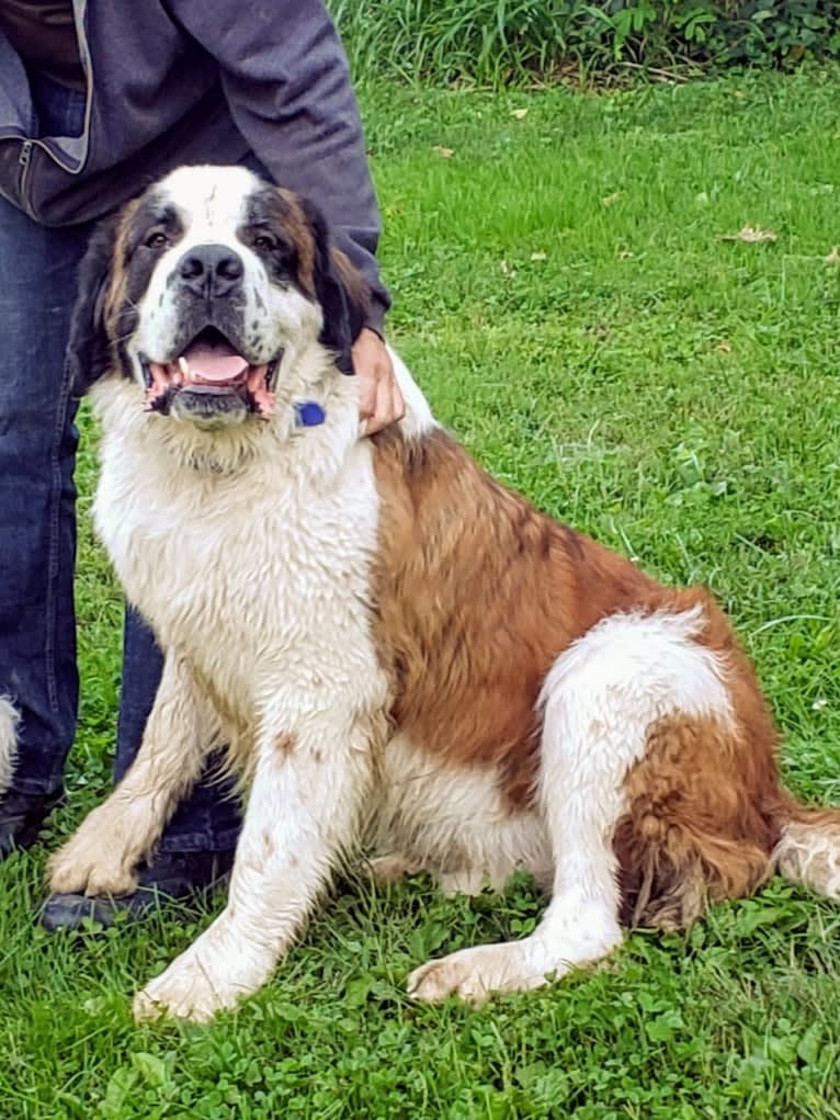 Thor, a Saint Bernard tested with EmbarkVet.com