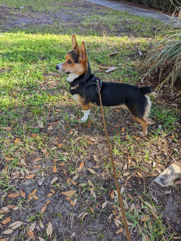 Biscuit, a Pembroke Welsh Corgi and Cardigan Welsh Corgi mix tested with EmbarkVet.com