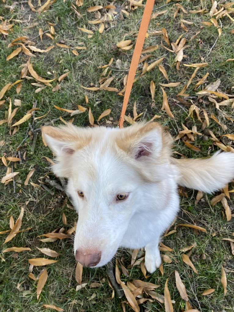 Odie, a Siberian Husky and Australian Cattle Dog mix tested with EmbarkVet.com