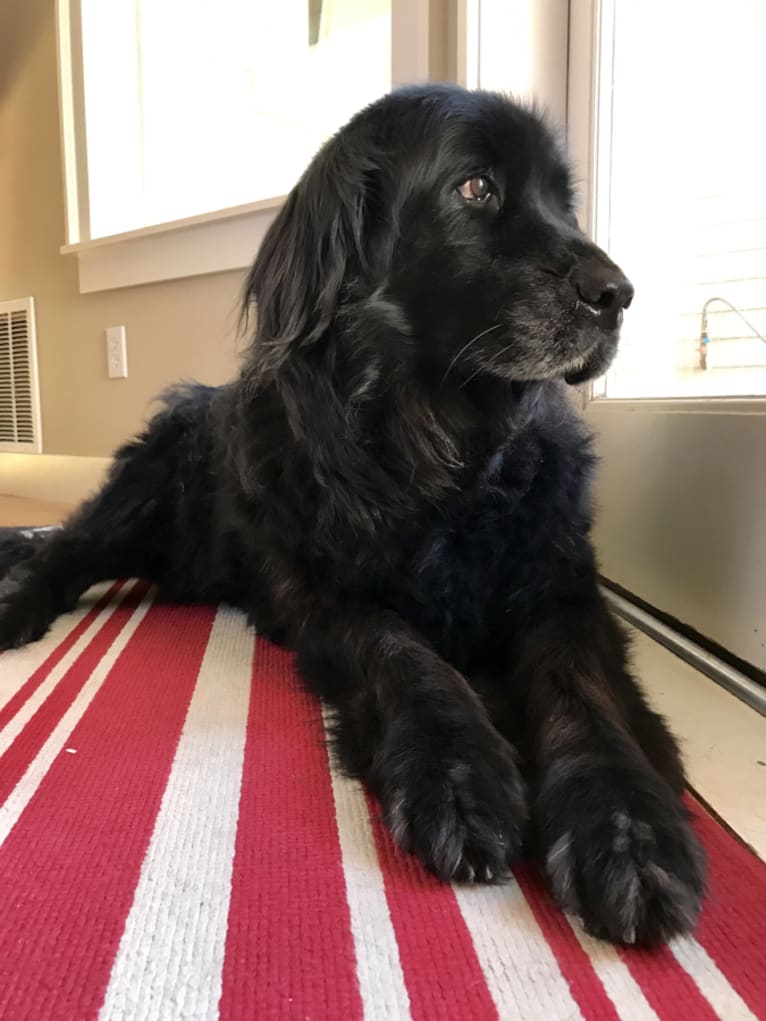 Tibetan Mastiff Golden Retriever Mix Online