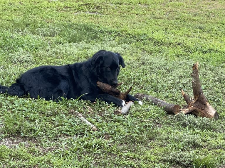 Care Bear Ross, a Labrador Retriever and Australian Cattle Dog mix tested with EmbarkVet.com