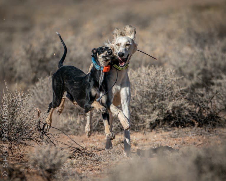 Orly, a Saluki tested with EmbarkVet.com