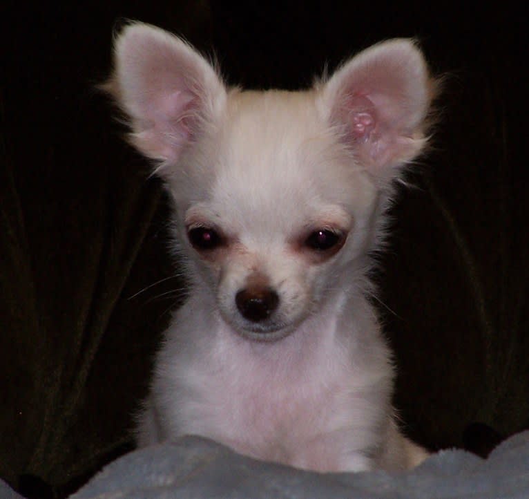 Remy DeVille, a Chihuahua tested with EmbarkVet.com