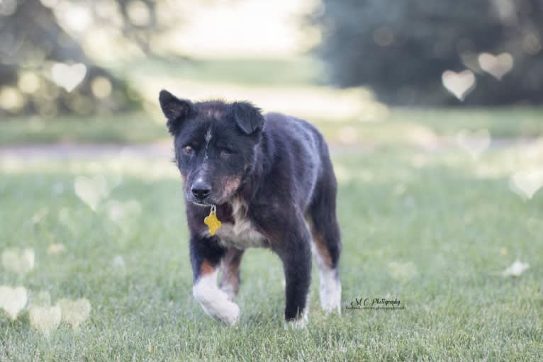 Leonard a.k.a Lenny (Rescue Rovers Novak), an Australian Cattle Dog and American Pit Bull Terrier mix tested with EmbarkVet.com