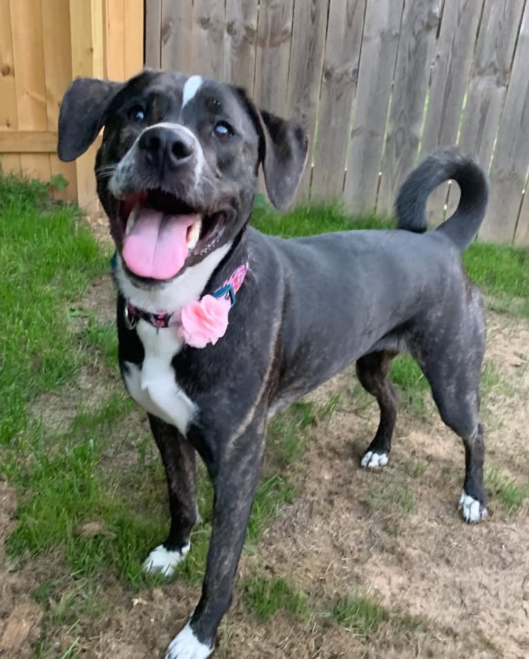 Vivie, an American Pit Bull Terrier and Labrador Retriever mix tested with EmbarkVet.com