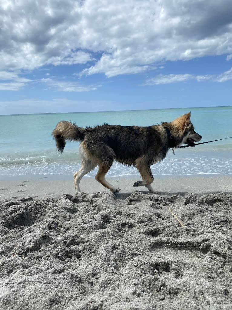 Turbo, a Siberian Husky and German Shepherd Dog mix tested with EmbarkVet.com