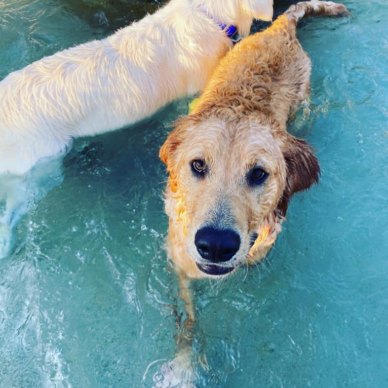 Echo, a Golden Retriever and Labrador Retriever mix tested with EmbarkVet.com